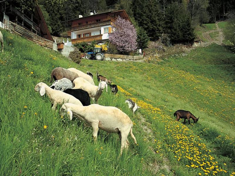 Pecore Rastlhof